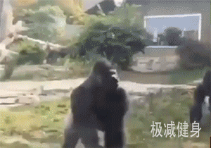 在体重相同的情况下,人类有可能徒手战胜一只银背大猩猩吗?